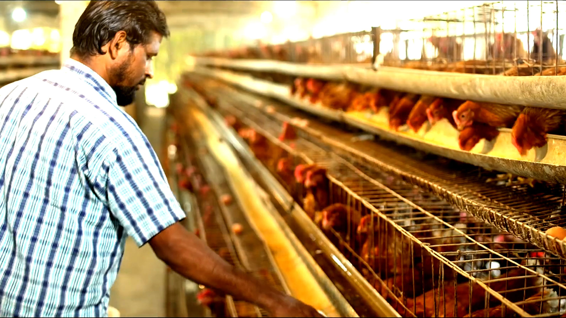 এলিয়া ফিডস দেশের ফিডস